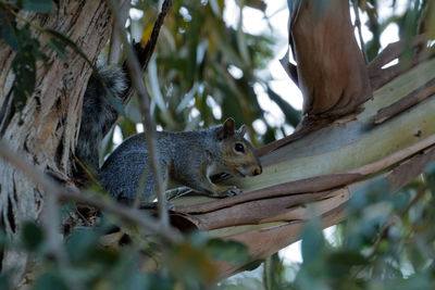 Close-up of squirrel on tree trunk