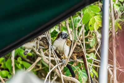 View of a bird on branch