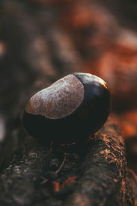 Close-up of snail on rock