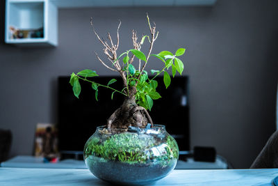 Close-up of potted plant on table