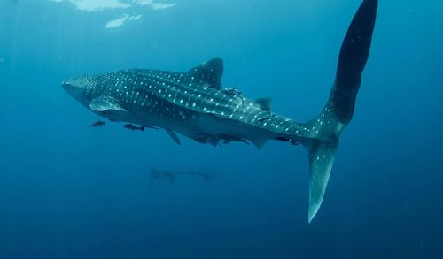 Whale swimming in sea