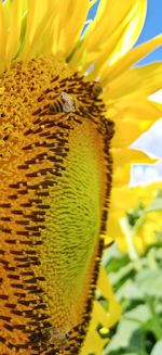 Close-up of yellow flower pollen