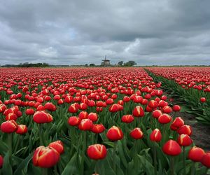 Red tulips in field against cloudy sky