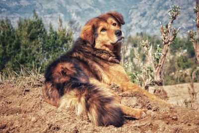 View of a dog looking away