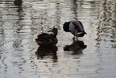 Bird swimming in lake