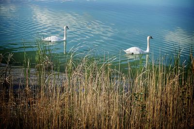 Swan swimming in lake
