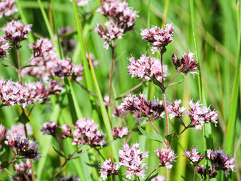 Close-up of pink flowering plants