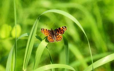 Close-up of butterfly perching on leaf