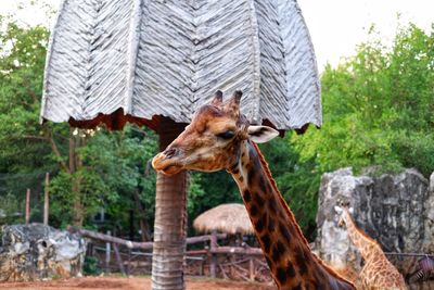 View of giraffe in zoo