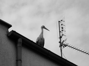 Low angle view of birds perching on roof against sky