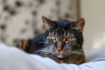 Close-up portrait of a cat