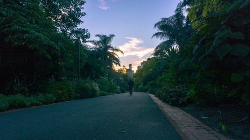 Empty road amidst trees against sky during sunset