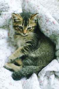 Close-up of a cat resting on bed