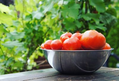 Close-up of fruits on tree