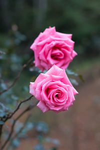 Close-up of pink rose blooming outdoors