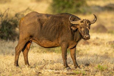 Female cape buffalo stands on short grass