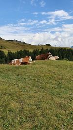 View of sheep on grassy field