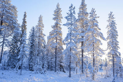 Pine trees in forest