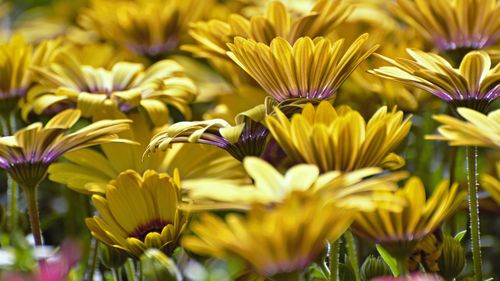 Close-up of yellow flowering plants