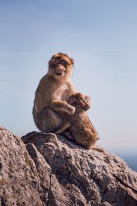 Monkey sitting on rock against sky