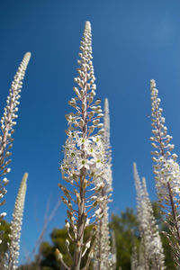 Low angle view of flowering plants against blue sky