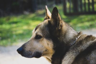 Close-up of dog looking away