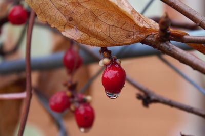 Close-up of wet berries on tree