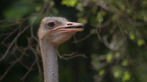 Close-up of a bird looking away