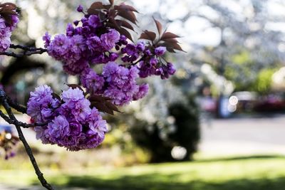 Close-up of flower tree