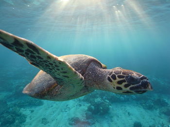 Close-up of turtle swimming in sea