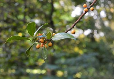 Close-up of berries growing on tree