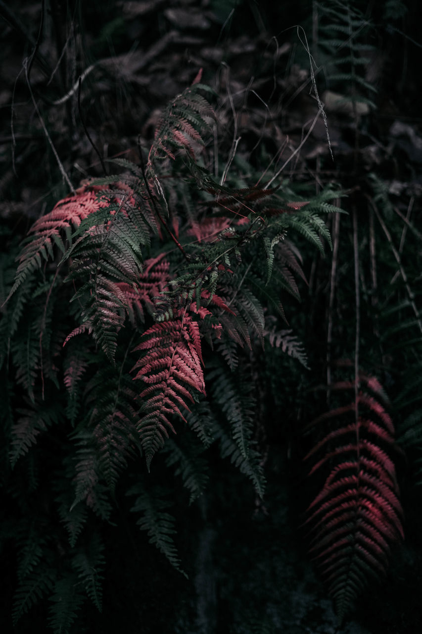 CLOSE-UP OF RED LEAVES ON TREE