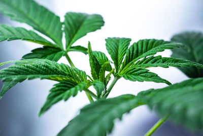 Close-up of fresh green leaves against white background