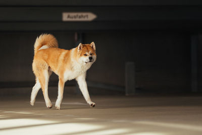 Dog walking on street