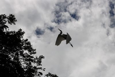 Low angle view of birds flying against sky