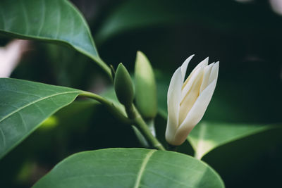 Close-up of flowering plant