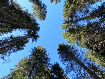 Low angle view of trees against sky