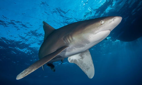 Shark swimming undersea