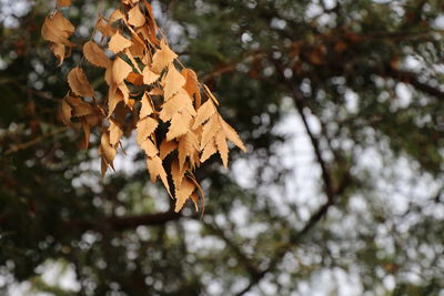 Low angle view of maple leaves on tree