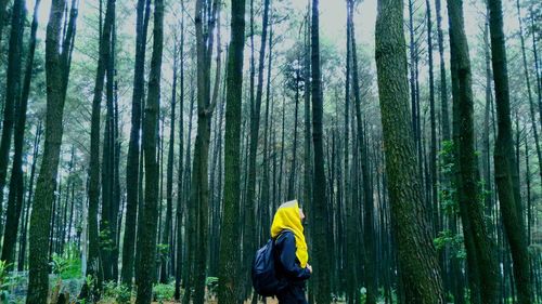 Man standing by tree trunk in forest