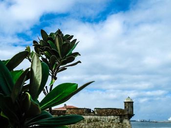 Low angle view of plants against cloudy sky