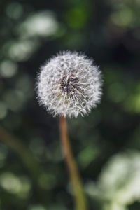 Close-up of dandelion against blurred background