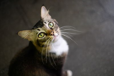 Close-up portrait of cat sitting on floor