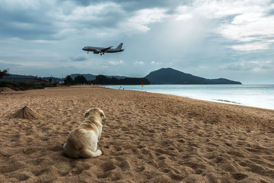 Dog on beach