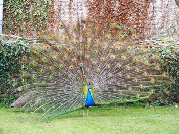 Peacock on grass