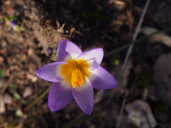 Close-up of purple crocus blooming outdoors