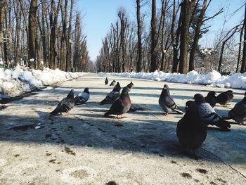 Close-up of pigeons on street during winter