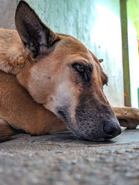 Close-up of a dog resting