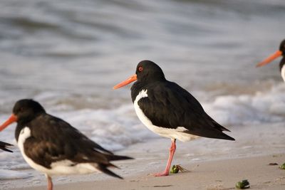 Close-up of birds on the beach