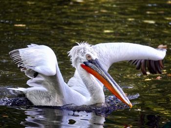 View of birds in lake